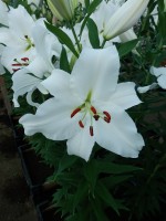 [4349 Signum TL VZ No202.JPG]